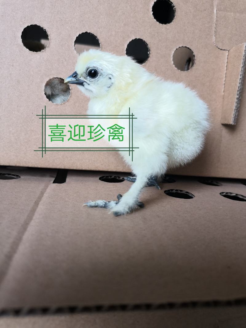 竹丝鸡苗，白凤乌鸡泰和乌鸡苗，乌骨鸡苗厂家直销，包打疫苗