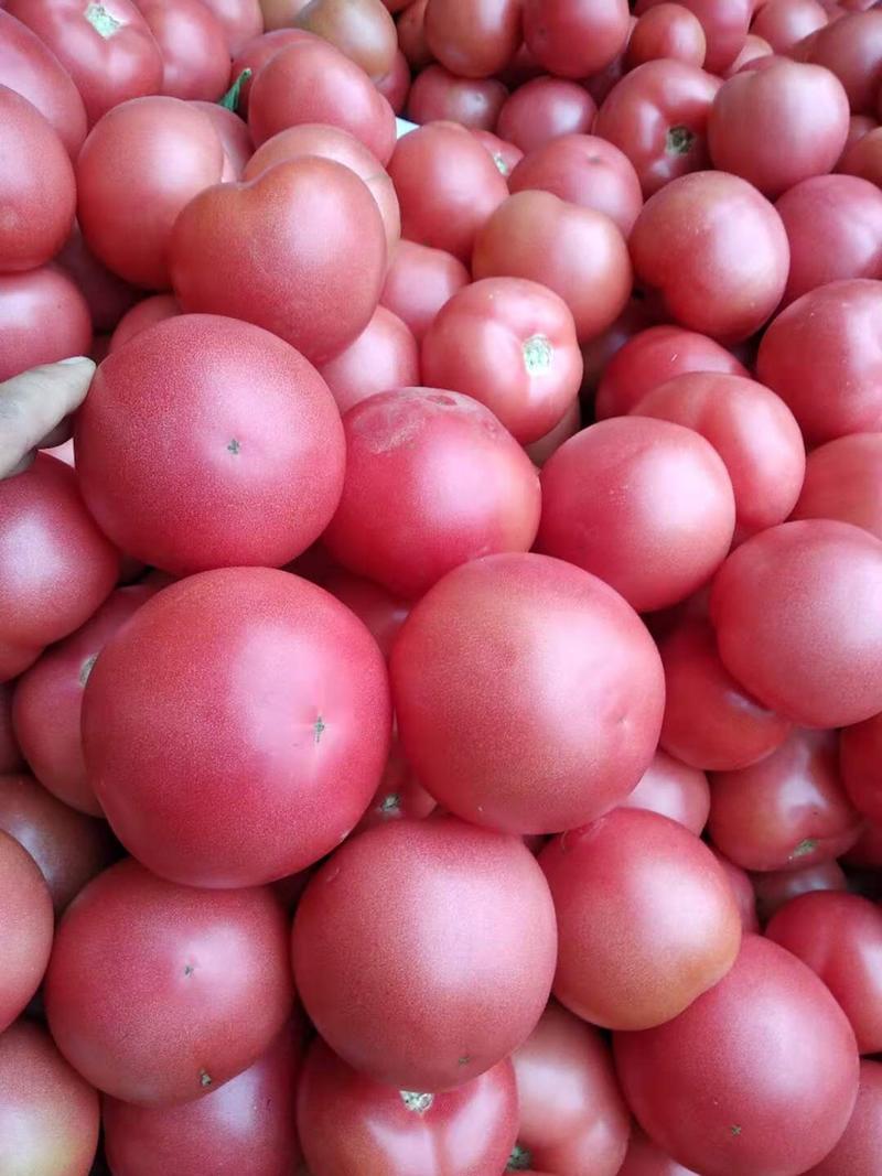 【优质硬粉西红柿】品质好，价格优惠，产地直发