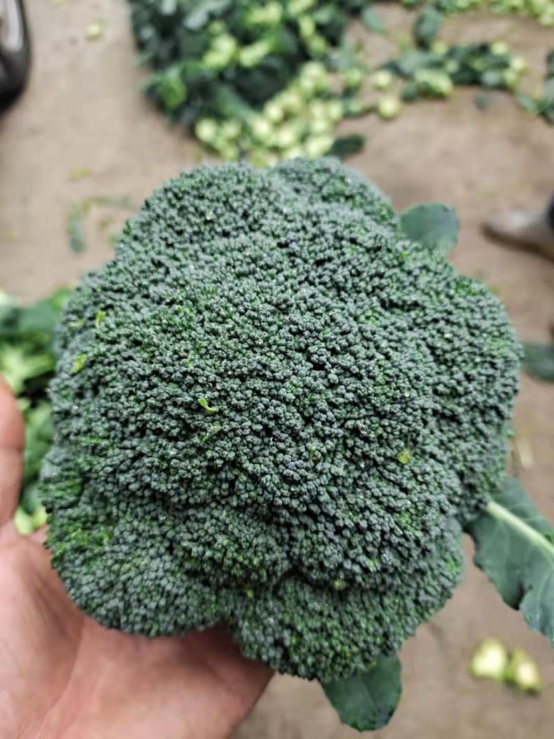 产地直供，万亩西蓝花大量供应！！！！！！！！！！！！！！