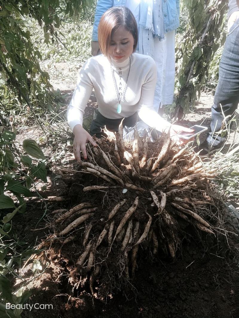 广西红花百部苗，育苗基地基供，根须好，货源充足，