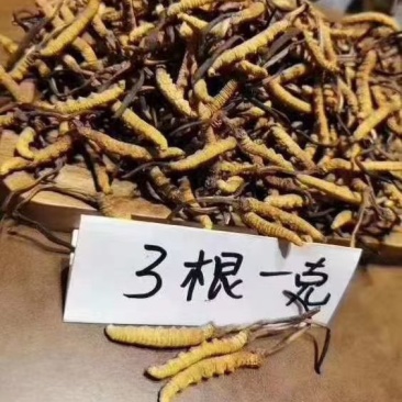 冬虫夏草精品包装礼盒发往全国各地