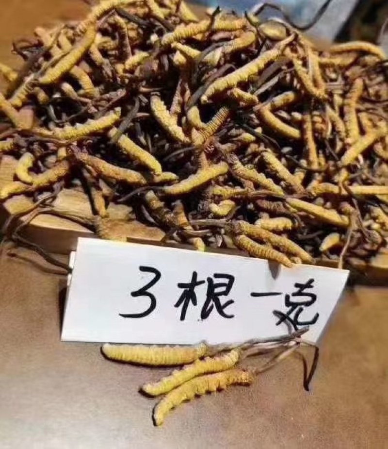 冬虫夏草精品包装礼盒发往全国各地