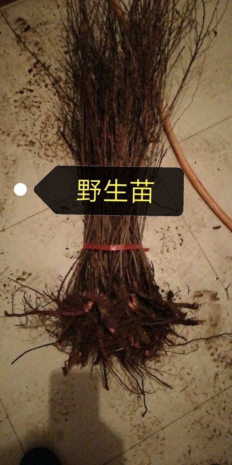 欧李钙果苗（河北农大钙果苗）一手货源基地直销当年结果
