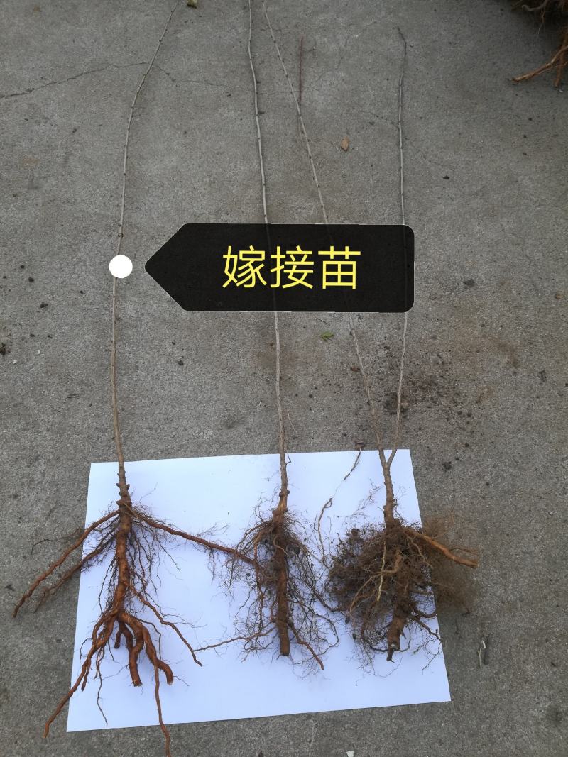 欧李钙果苗（河北农大钙果苗）一手货源基地直销当年结果