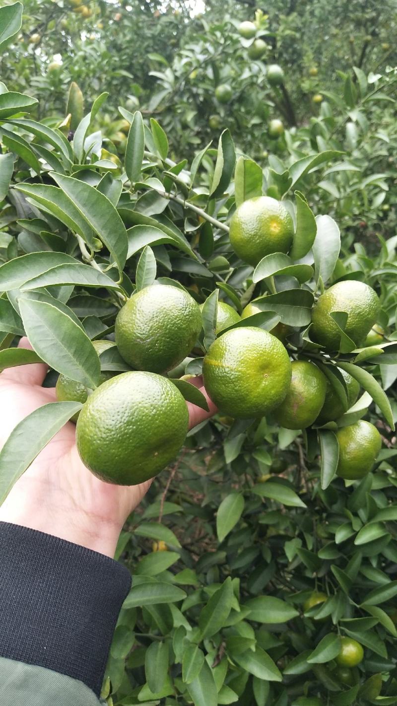 桂林清香橘青皮蜜桔上市中甘甜多汁毫无酸味一手货源