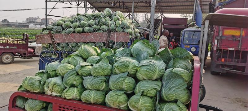 扁包菜奥奇娜甘蓝，湖北新鲜甘蓝奥奇娜货源充足量大从优