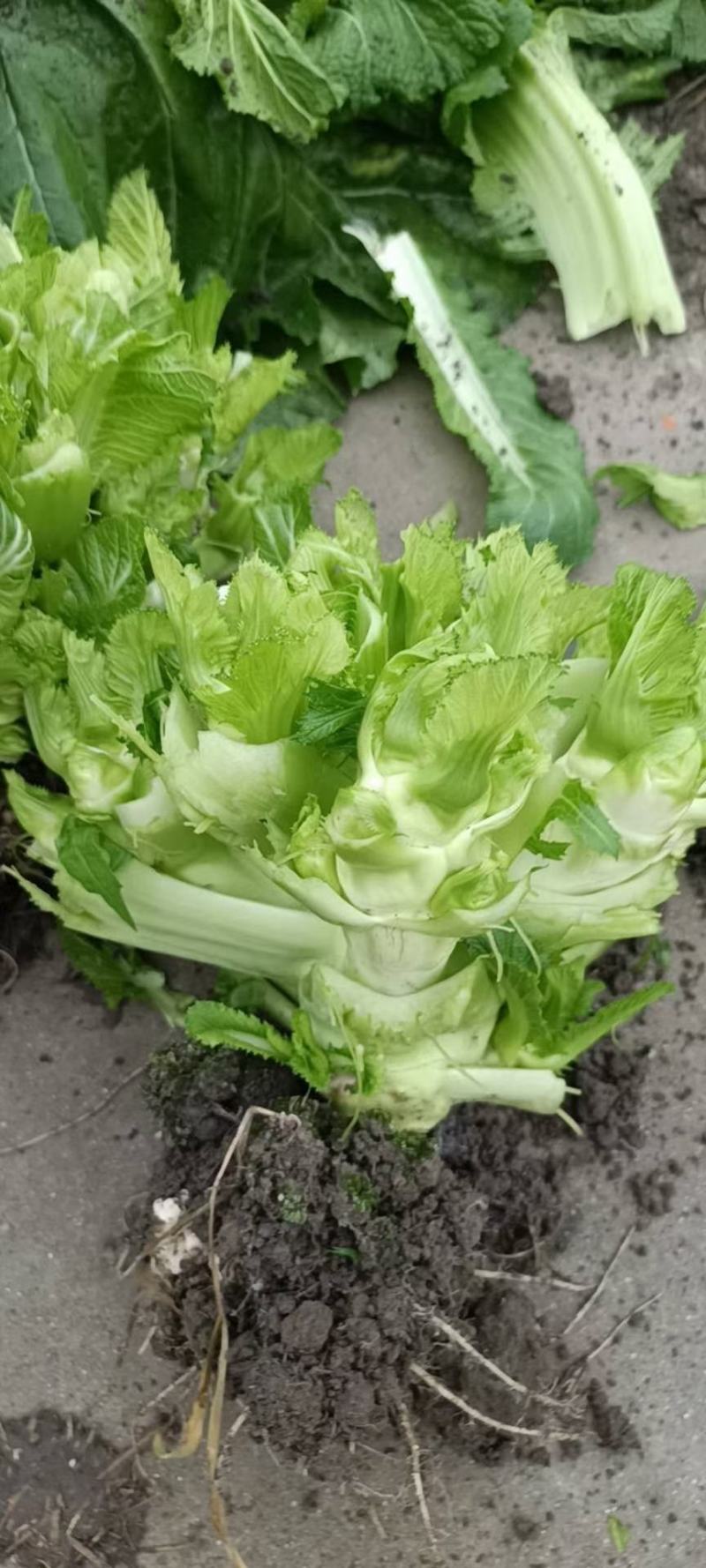 儿菜出来了电话预定，要货的老板赶紧预定我们第一时间给你安