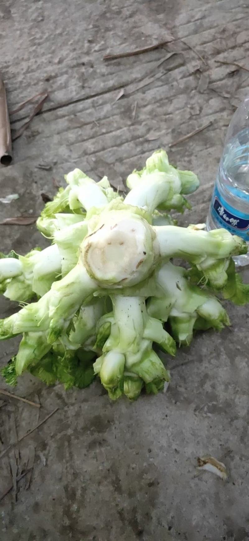 儿菜出来了电话预定，要货的老板赶紧预定我们第一时间给你安