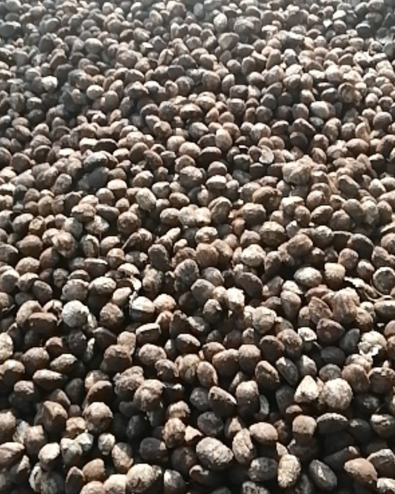 桐籽产地大量供应油桐籽