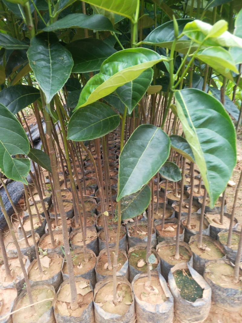 菠萝蜜实生苗价格实惠便宜。一手货源。可以代接你的品种