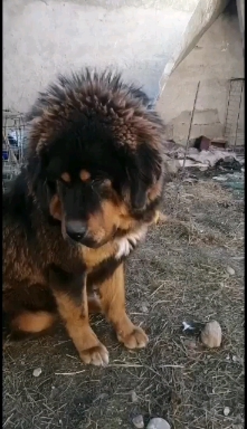 来自藏区原生纯种藏獒