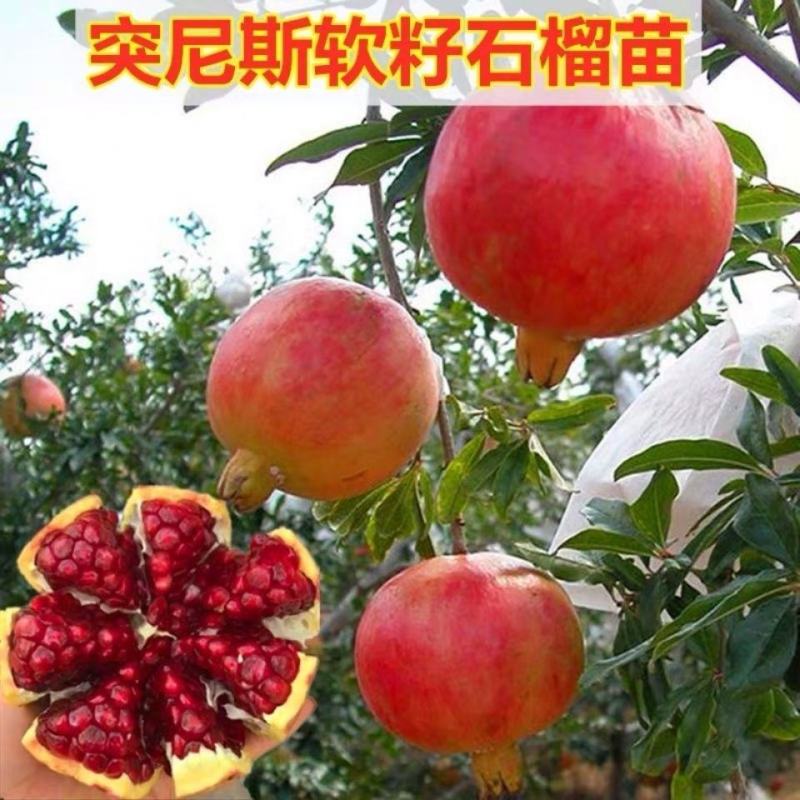 石榴树苗突尼斯软籽树苗庭院果树盆栽南方北方种植无籽石榴
