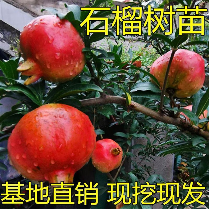 石榴树苗突尼斯软籽树苗庭院果树盆栽南方北方种植无籽石榴