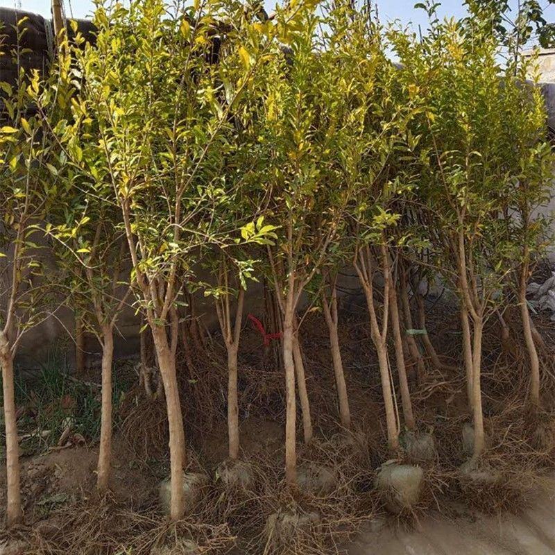 石榴树苗突尼斯软籽树苗庭院果树盆栽南方北方种植无籽石榴