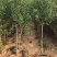 石榴树苗突尼斯软籽树苗庭院果树盆栽南方北方种植无籽石榴