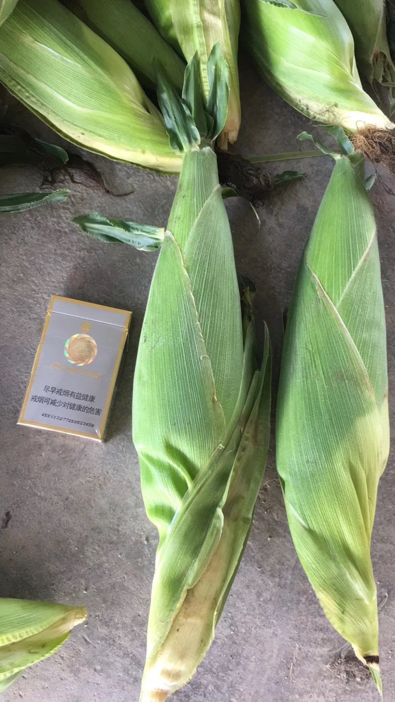 玉米广西合浦大量糯玉米上市-花糯玉米/白糯玉米