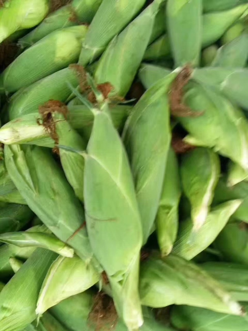 玉米广西合浦大量糯玉米上市-花糯玉米/白糯玉米