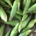 玉米广西合浦大量糯玉米上市-花糯玉米/白糯玉米