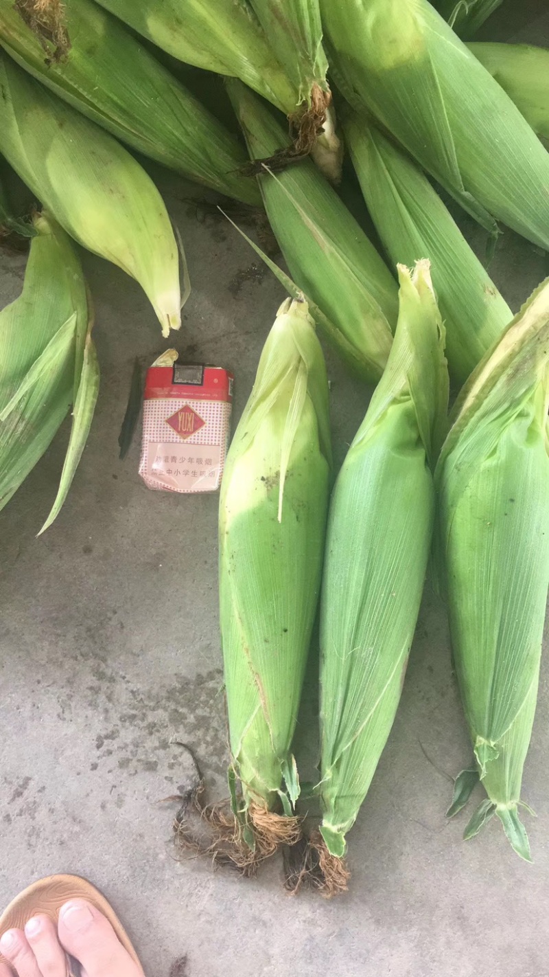 玉米广西合浦大量糯玉米上市-花糯玉米/白糯玉米
