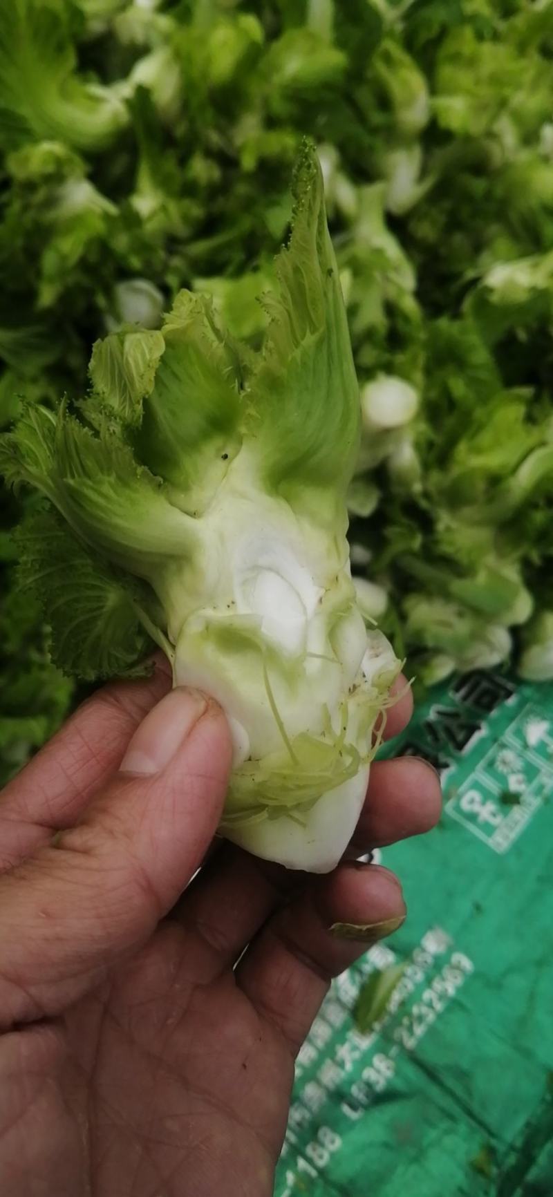 基地直供，乖娃娃，儿菜价格美丽，量大从优