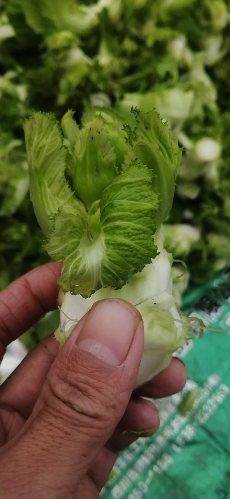 基地直供，乖娃娃，儿菜价格美丽，量大从优