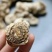 广州人25头白色当归头女性恩物支持一件代发批发货源