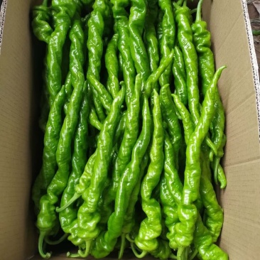 福建大棚螺丝椒大量上市，有需要的老板赶紧联系，质量保证
