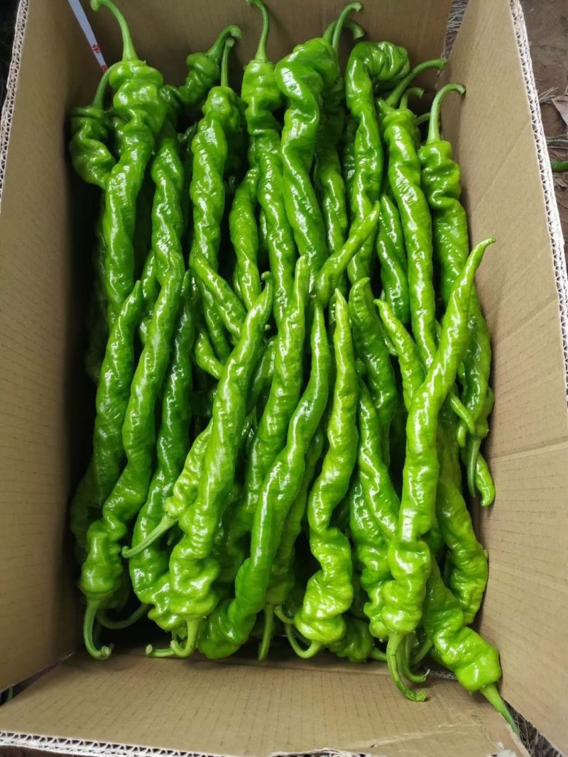 福建大棚螺丝椒大量上市，有需要的老板赶紧联系，质量保证