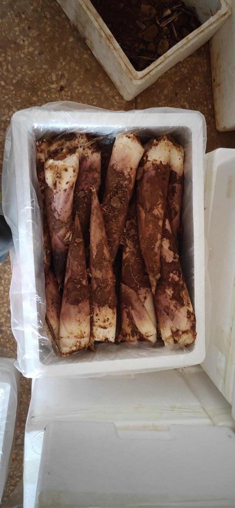 产地直销精品江西黄泥地雷竹笋刀口嫩颜色好看电商合作