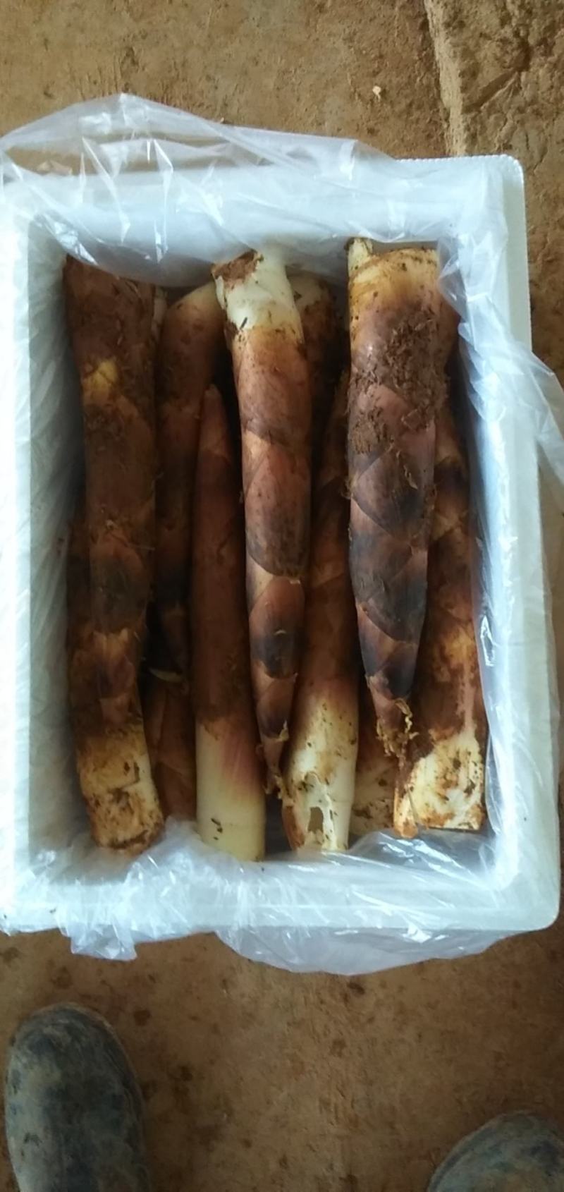 产地直销精品江西黄泥地雷竹笋刀口嫩颜色好看电商合作
