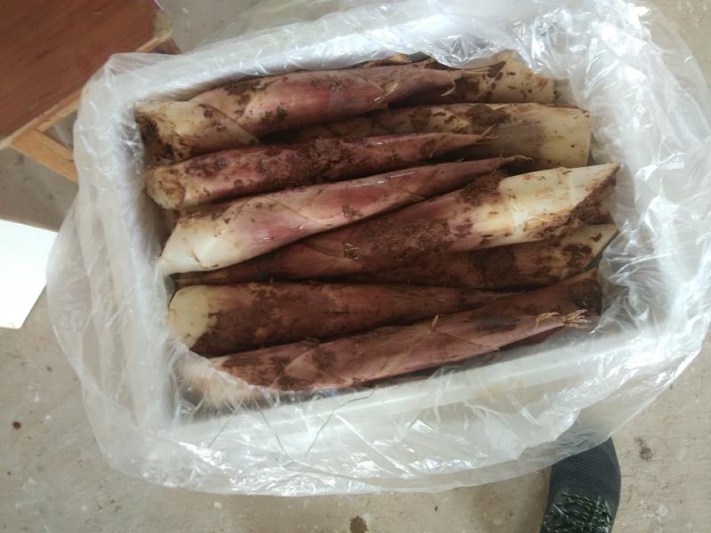 产地直销精品江西黄泥地雷竹笋刀口嫩颜色好看电商合作