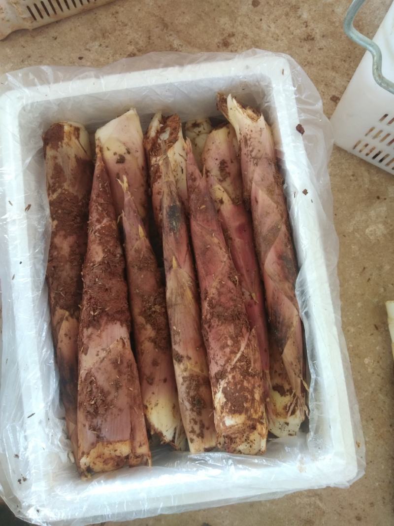 产地直销精品江西黄泥地雷竹笋刀口嫩颜色好看电商合作