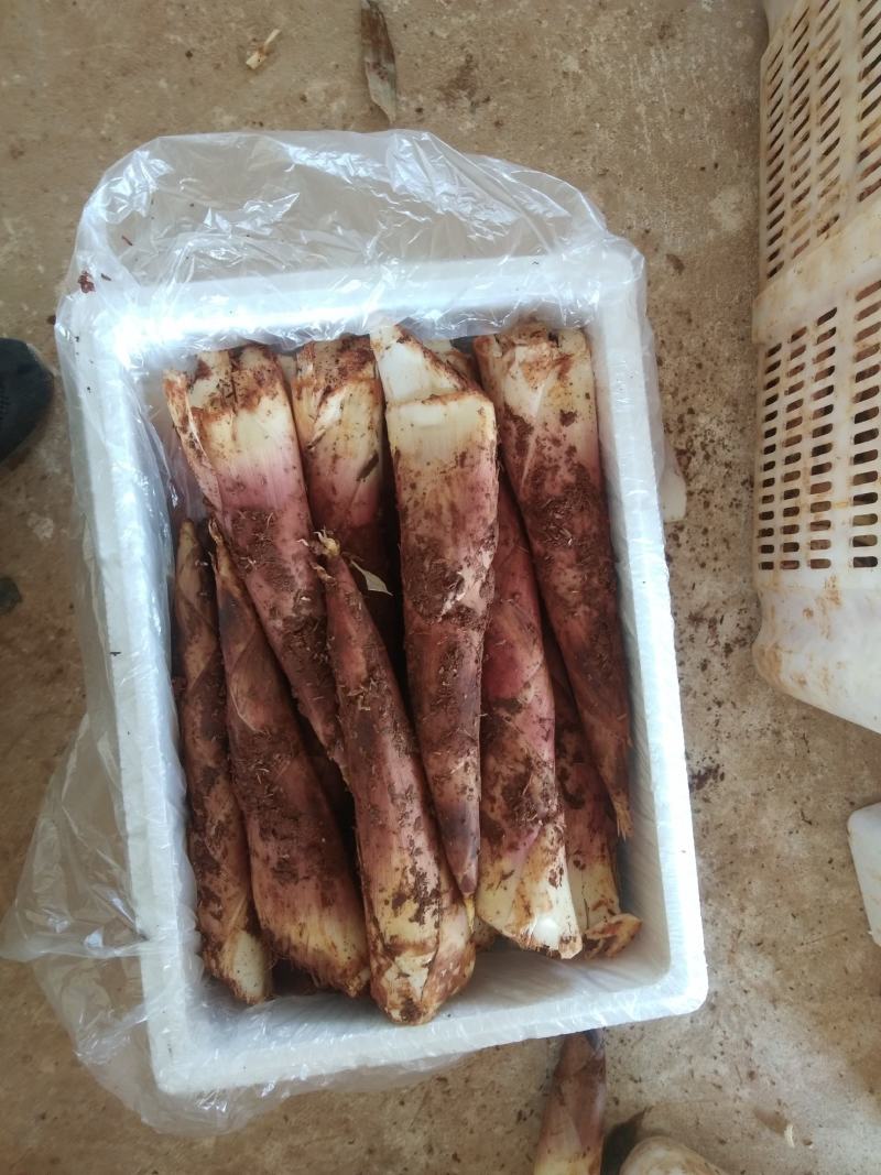 产地直销精品江西黄泥地雷竹笋刀口嫩颜色好看电商合作