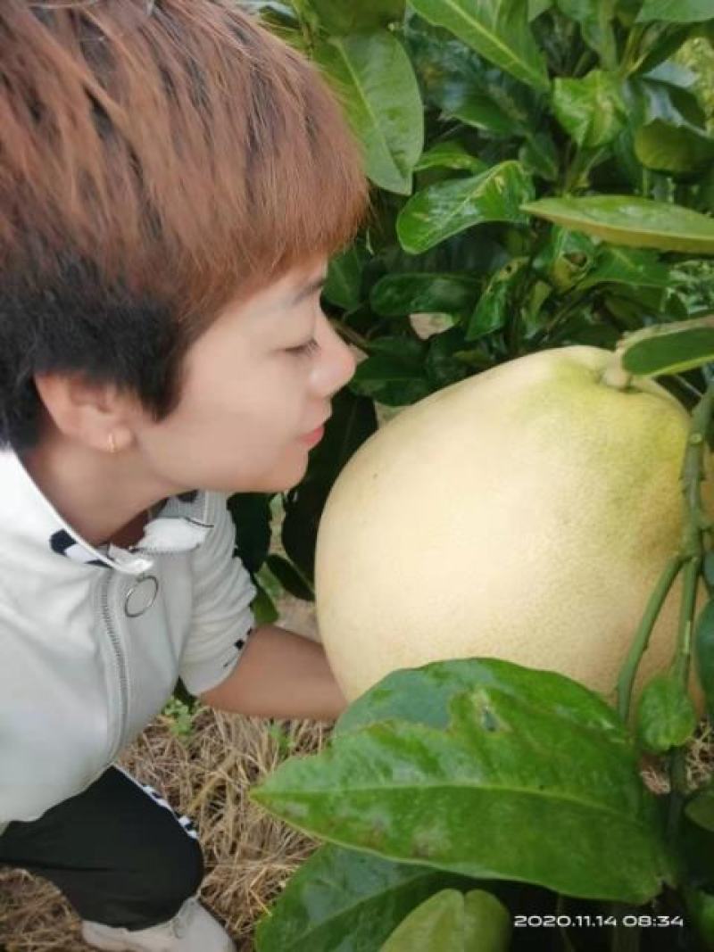 三红脆柚#扶贫产品新鲜水果扶贫助力生态农产品