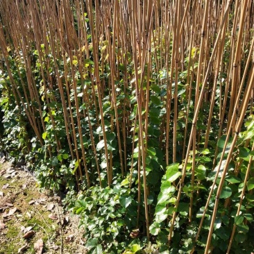 爬山虎承接绿化工程