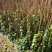 爬山虎承接绿化工程