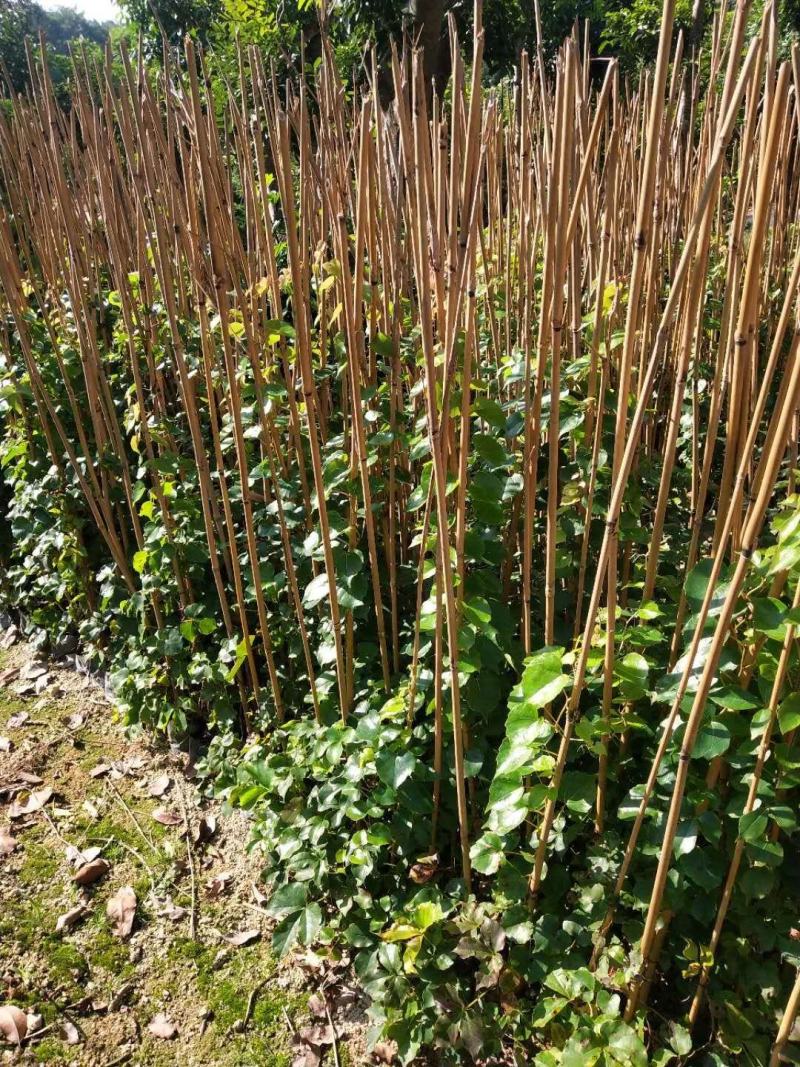 爬山虎承接绿化工程