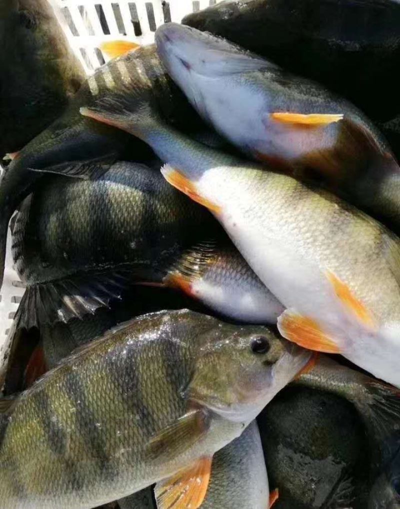 【牛商商家】新疆鲈鱼，五道黑，产地发货，量大从优