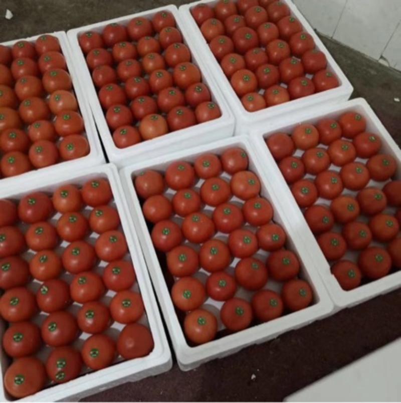 【优质】连云港硬粉西红柿产地供货货源充足精品串果颜色靓丽