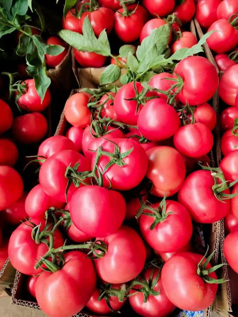 【优质】连云港硬粉西红柿产地供货货源充足精品串果颜色靓丽