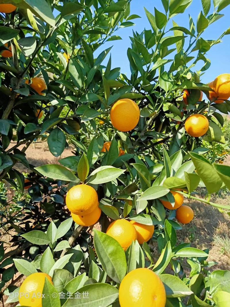 赣南冰糖橙，纯甜品种，农家肥生态植，支持—件代发