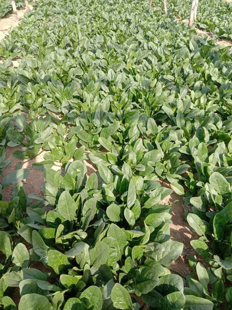 路地大棚菠菜上市了.