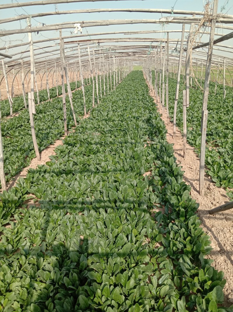 路地大棚菠菜上市了.