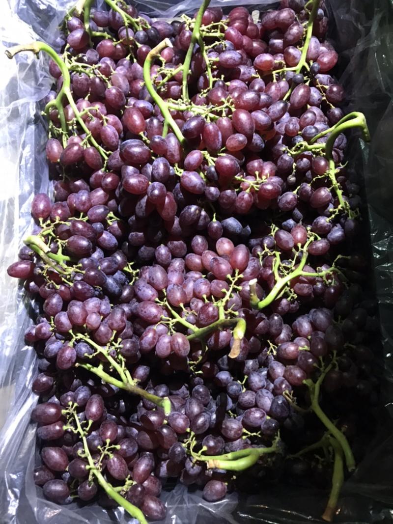 龙口无核长粒大串红宝石葡萄大量出库上市中脆甜无比新鲜绿梗