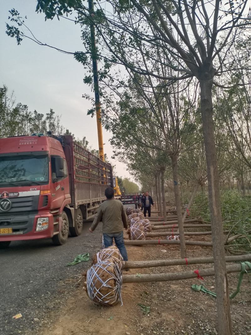 本基地大量出售国槐，规格齐全，质量上乘，价格合理。