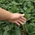 香蕉草莓基地直发现挖现发保品种保质量山东种苗