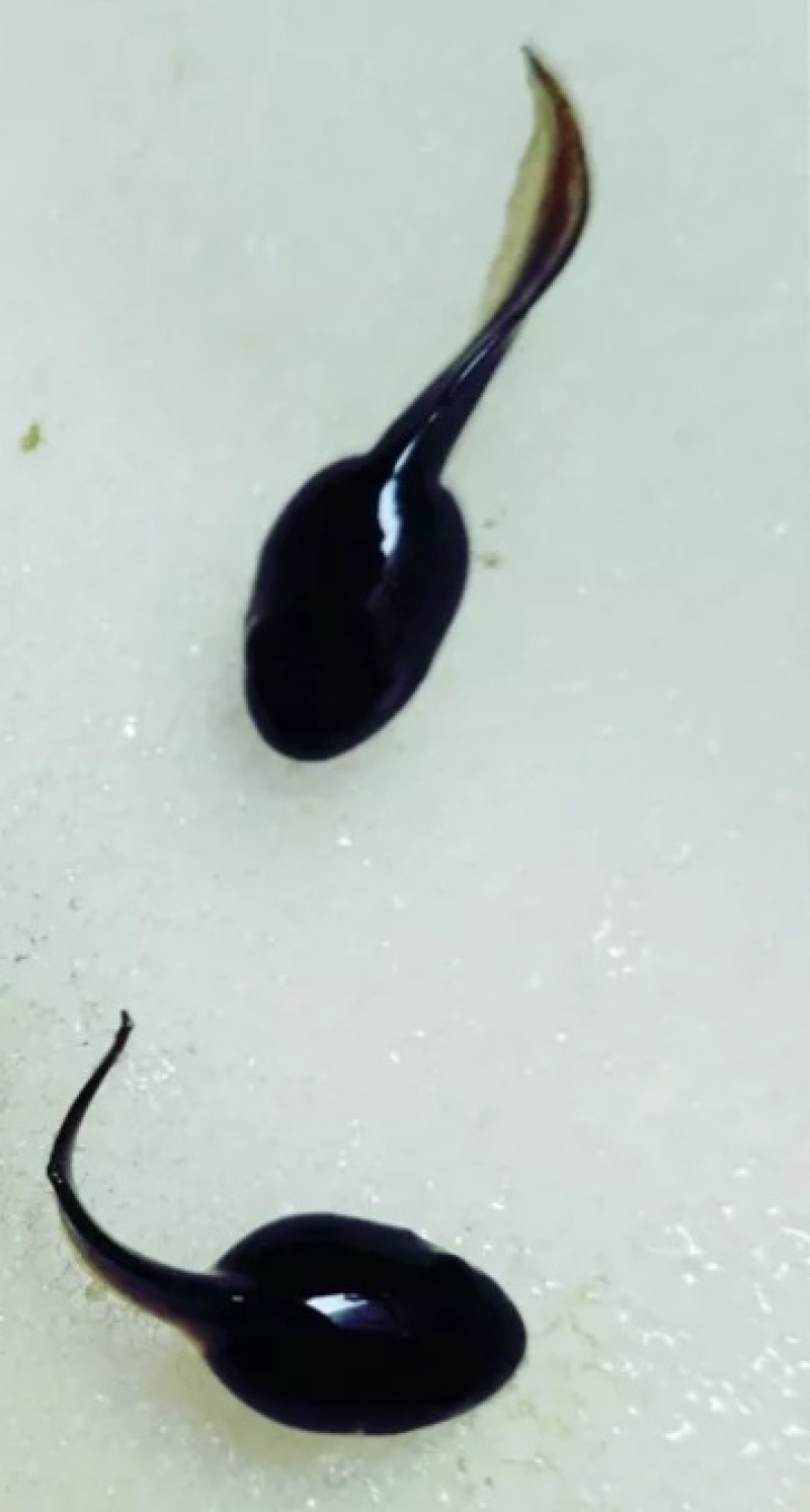 蝌蚪苗优质中华大蟾蜍蝌蚪癞蛤蟆幼苗蝌蚪批发