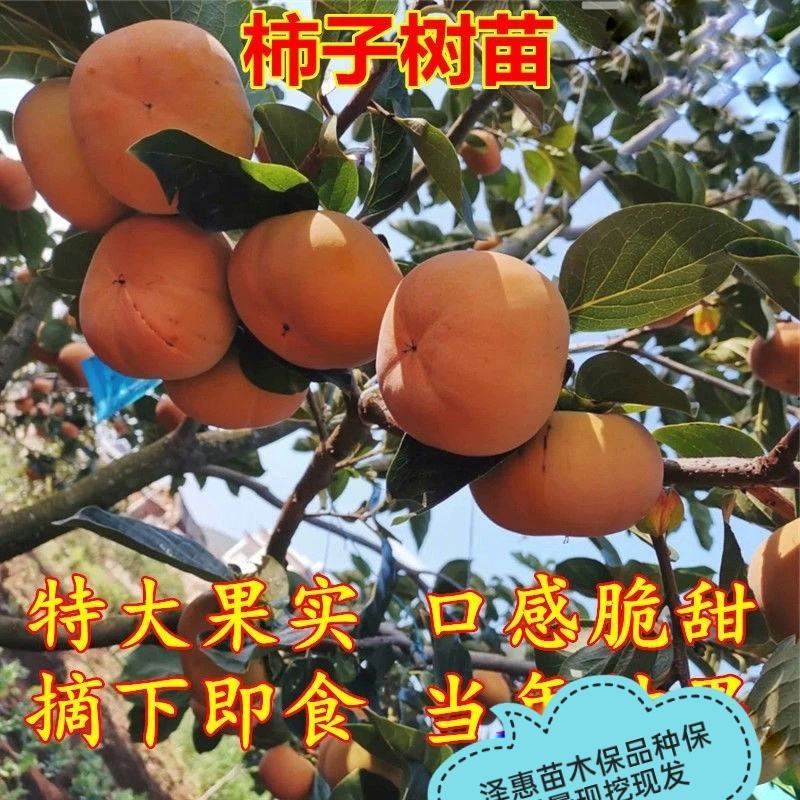 山东柿子树苗磨盘牛心台湾脆柿子苗甜脆柿保品种保质
