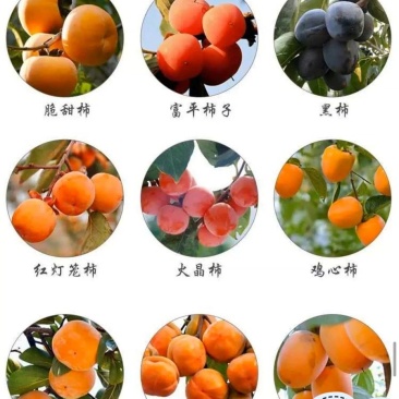 山东柿子树苗磨盘牛心台湾脆柿子苗甜脆柿保品种保质