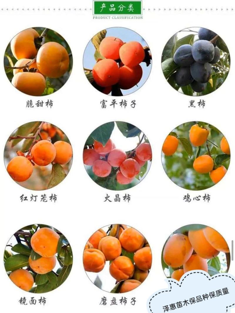 山东柿子树苗磨盘牛心台湾脆柿子苗甜脆柿保品种保质